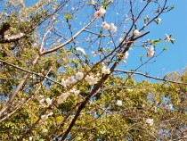 sakura_jugatsu_210319_02