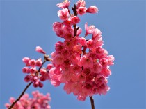 sakura_kanhi_210319_01