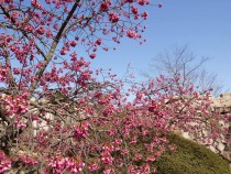 sakura_kanhi_210319_02