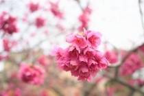 sakura_kanhi_220321_01