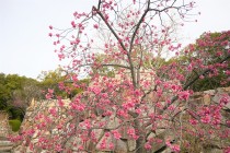 sakura_kanhi_220321_02