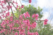 sakura_kanhi_220327_01