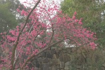 sakura_kanhi_230323_02