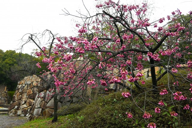 sakura_kanhi_240325_01