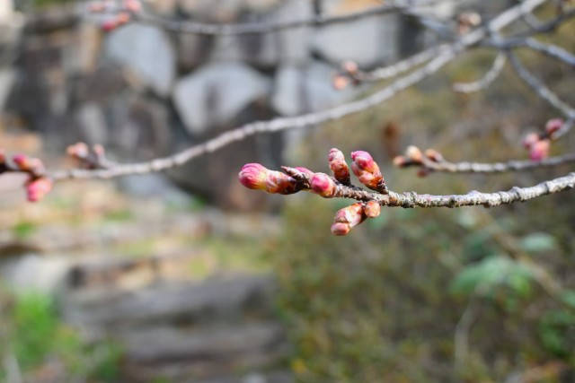 sakura_kanhi_260302_01