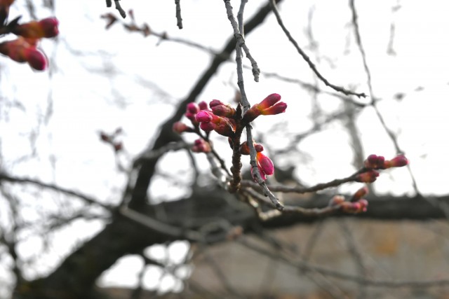 sakura_kanhi_260302_02