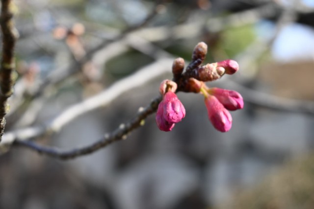 sakura_kanhi_260305_01