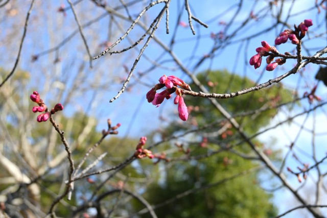 sakura_kanhi_260305_02