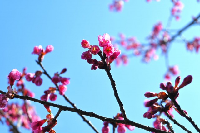 sakura_kanhi_260311_01