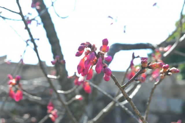 sakura_kanhi_260311_02