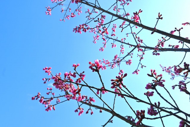 sakura_kanhi_260311_03