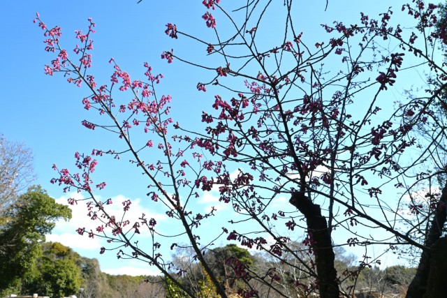 sakura_kanhi_260311_04