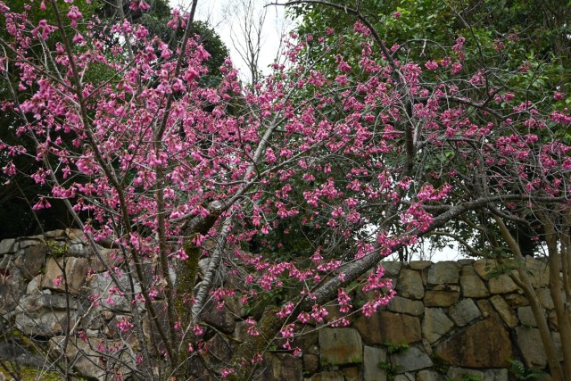 sakura_kanhi_260326_01