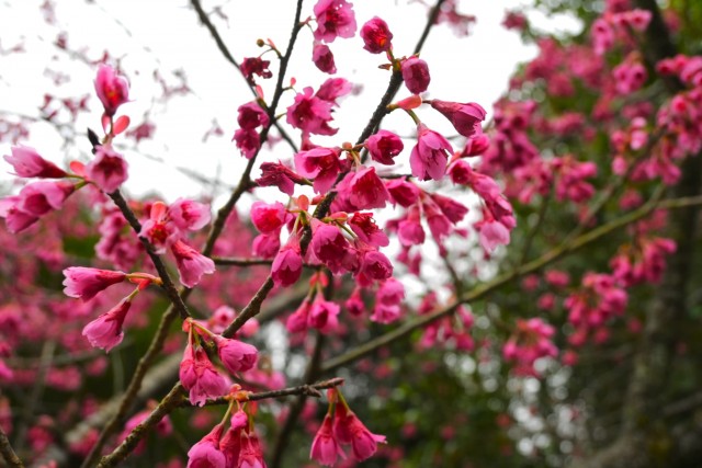 sakura_kanhi_260326_02