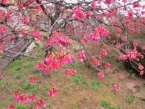 sakura_kanhizakura_210309_03