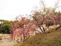 sakura_kanhizakura_210309_04