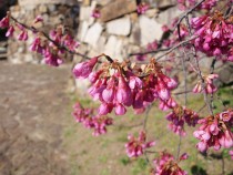 sakura_kanhizakura_210312_02