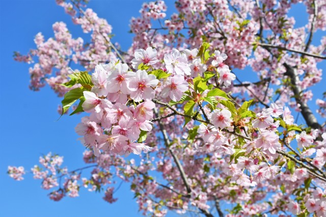 sakura_kawadu_230320_01