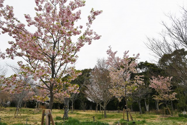 sakura_kawadu_230322_01