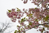 sakura_kawadu_230322_02