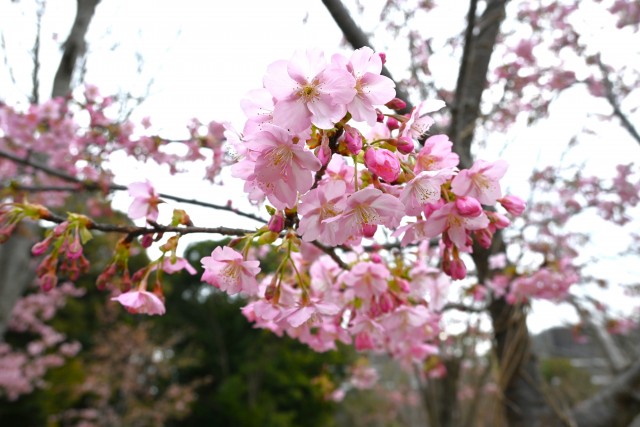 sakura_kawadu_240229_01