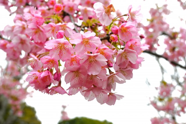 sakura_kawadu_240306_01