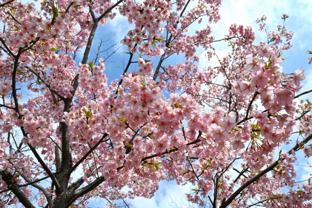 sakura_kawadu_240313_01