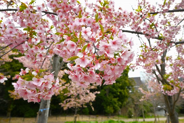 sakura_kawadu_240319_01