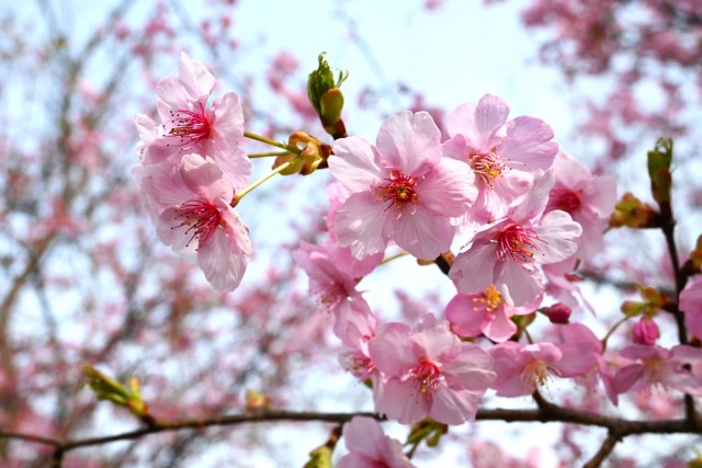sakura_kawadu_260302_01