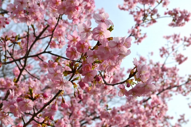 sakura_kawadu_260302_02