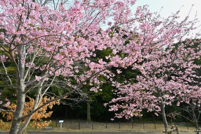 sakura_kawadu_260302_03
