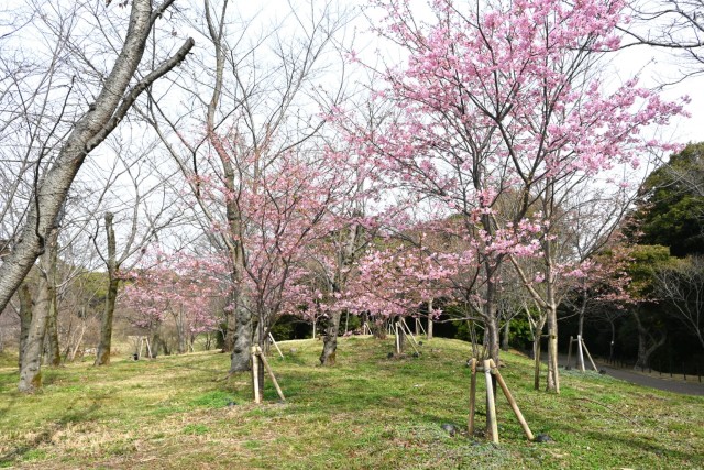 sakura_kawadu_260302_04