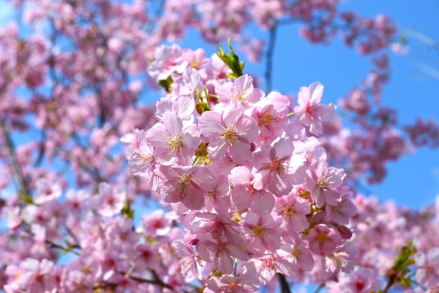 sakura_kawadu_260305_01