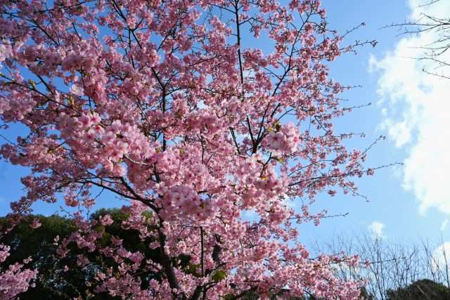 sakura_kawadu_260305_02