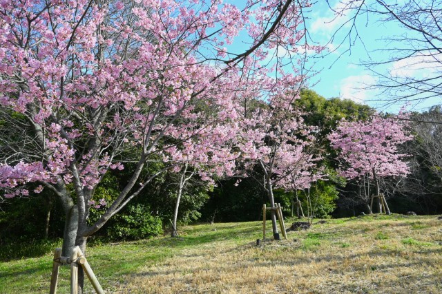 sakura_kawadu_260305_03