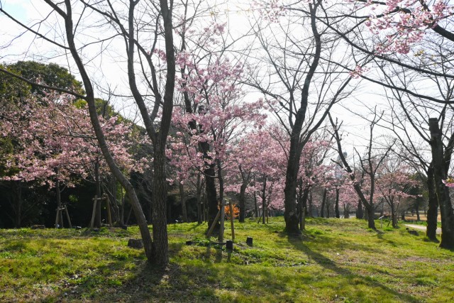 sakura_kawadu_260305_04