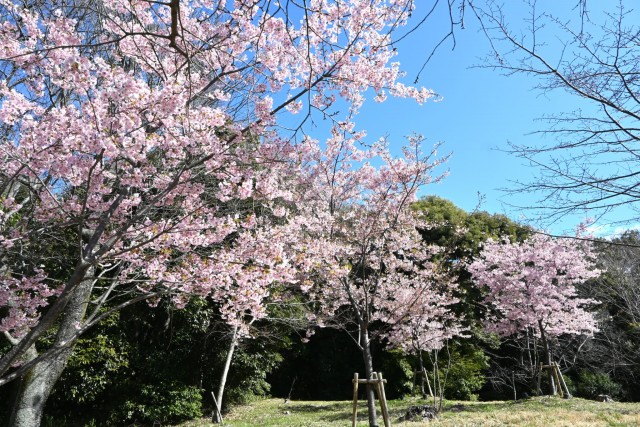 sakura_kawadu_260311_01