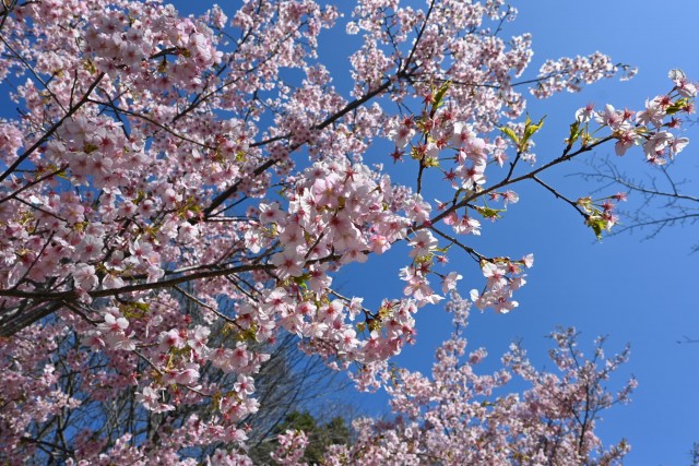 sakura_kawadu_260311_02