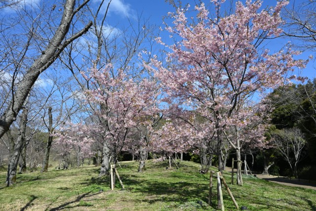 sakura_kawadu_260311_03