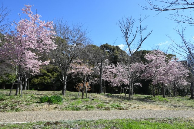 sakura_kawadu_260311_04