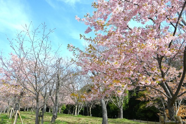 sakura_kawadu_260317_01