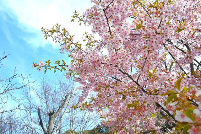 sakura_kawadu_260317_02