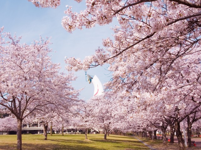 万博記念公園 桜まつり  万博記念公園