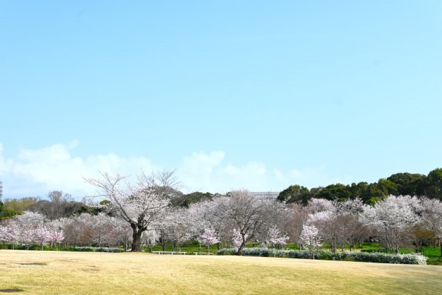 sakura_sakuranonagare_260330_01