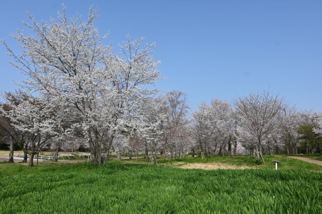 sakura_sakuranonagare_260330_02