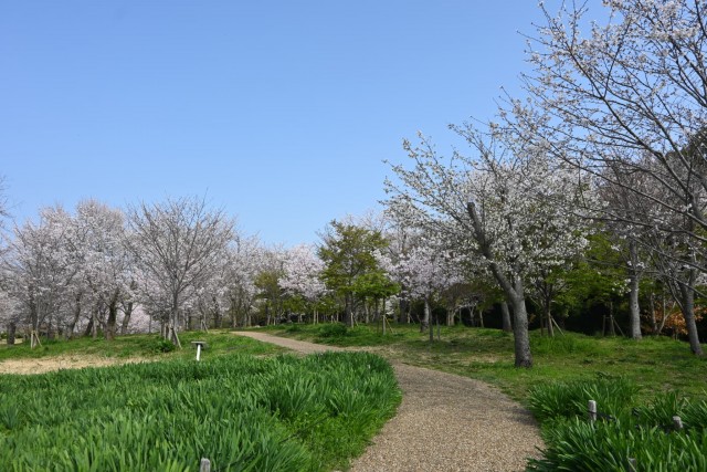 sakura_sakuranonagare_260330_03