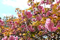 sakura_sato_250414_02