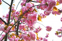 sakura_sato_250417_02