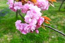sakura_sato_250417_03