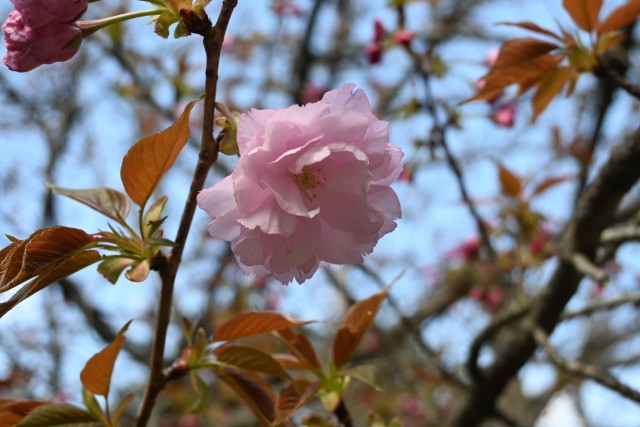 sakura_sato_260408_02